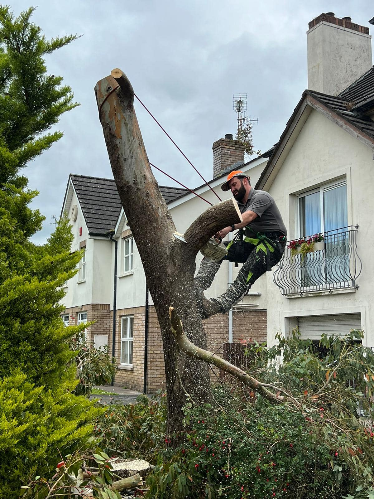 Professional shrub removal service in London