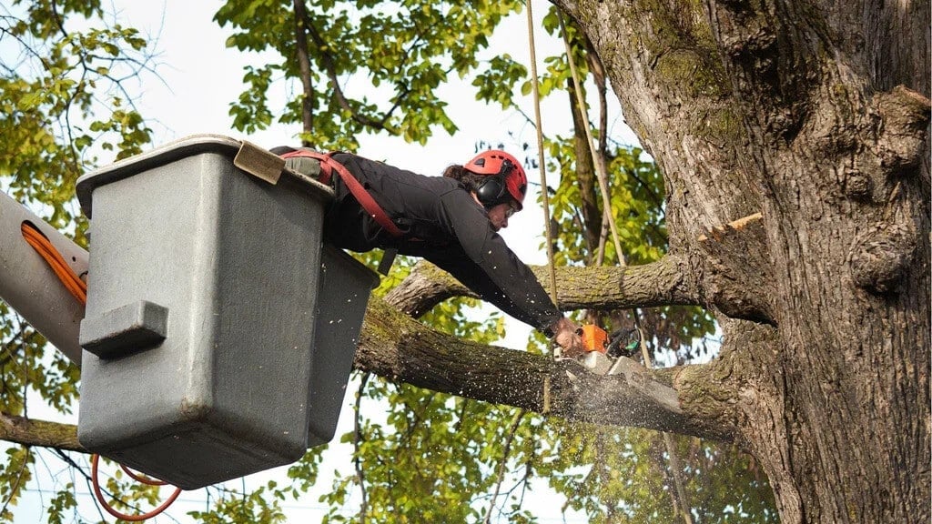 Shrub removal team in London