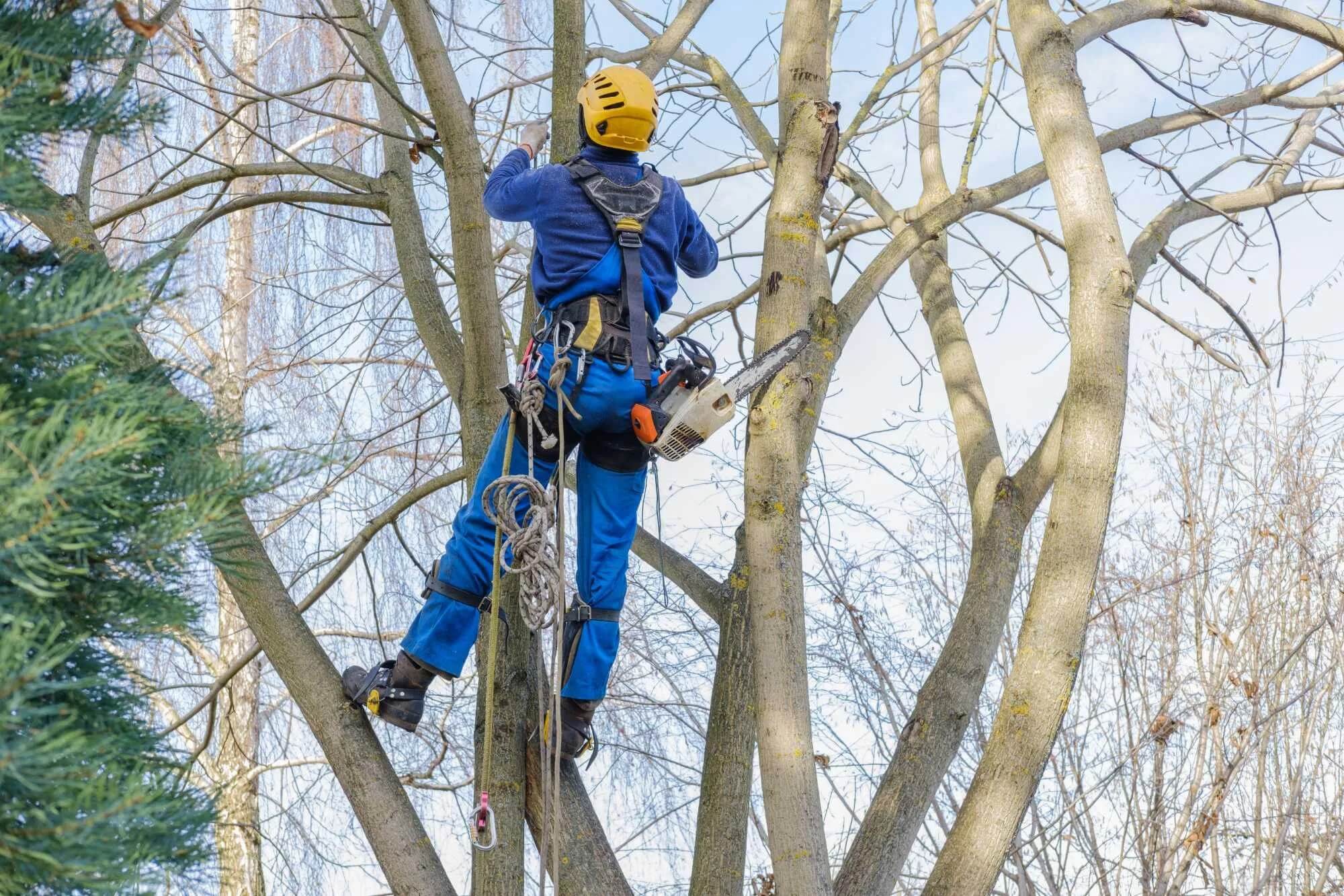 Shrub removal process in London