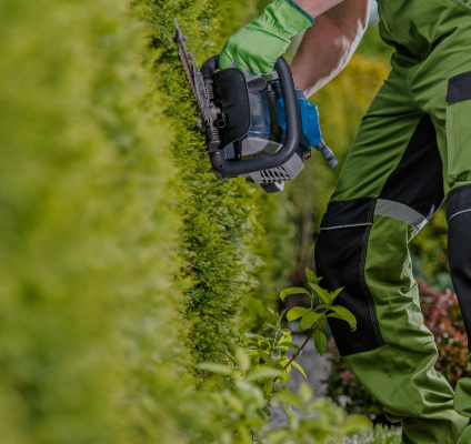 Removing overgrown shrubs