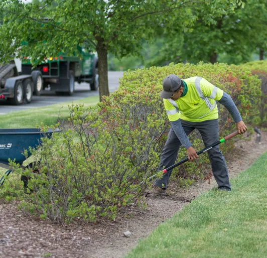 Removing invasive shrubs