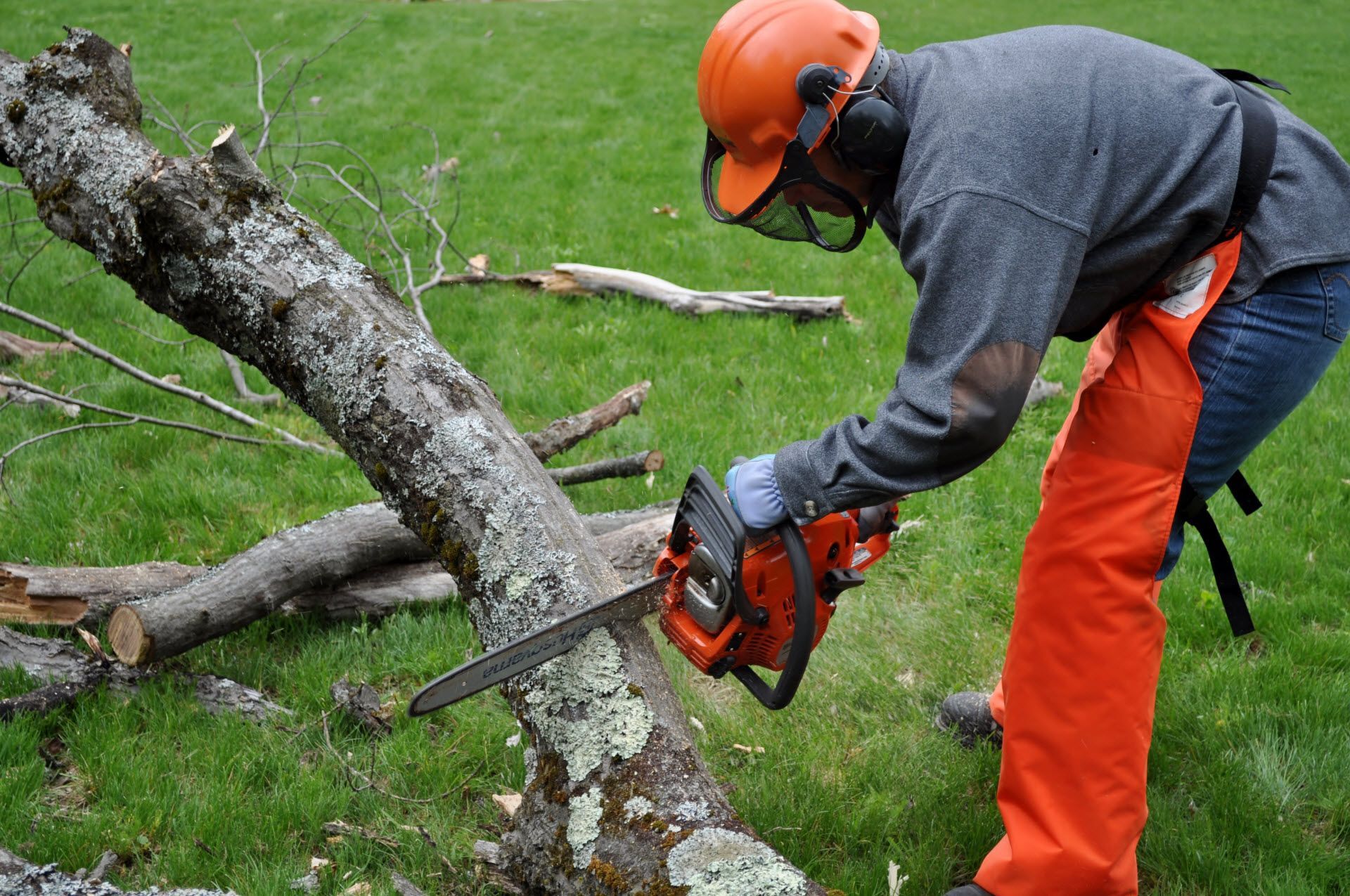 Removing dead shrubs