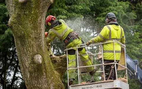 Shrub removal team at work